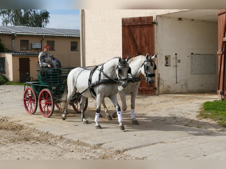 Sportivo Ungherese / Sportivo dell'Ungheria Castrone 9 Anni 163 cm Grigio in Ganschow