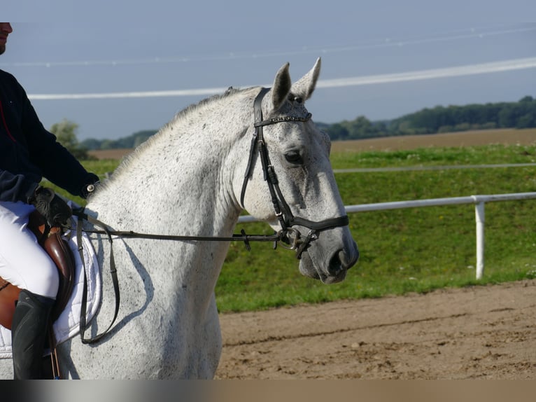 Sportivo Ungherese / Sportivo dell'Ungheria Castrone 9 Anni 163 cm Grigio in Ganschow