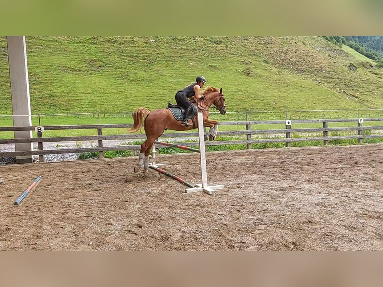 Sportivo Ungherese / Sportivo dell'Ungheria Castrone 9 Anni 163 cm Sauro in Hüttschlag