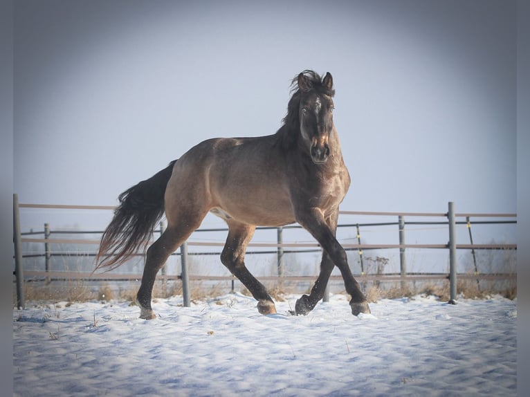 Sportivo Ungherese / Sportivo dell'Ungheria Mix Castrone 9 Anni 165 cm Pelle di daino in Pastetten