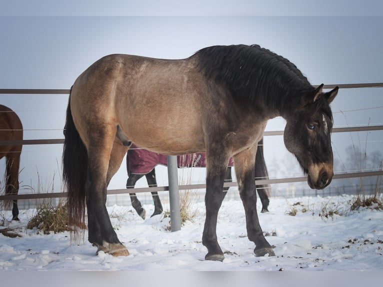 Sportivo Ungherese / Sportivo dell'Ungheria Mix Castrone 9 Anni 165 cm Pelle di daino in Pastetten