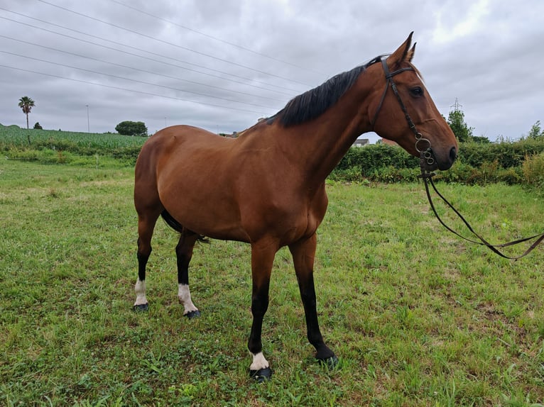 Sportivo Ungherese / Sportivo dell'Ungheria Castrone 9 Anni 171 cm Baio in Kaulille
