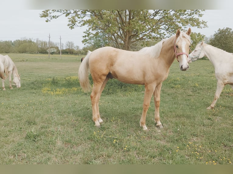 Sportivo Ungherese / Sportivo dell'Ungheria Castrone Puledri (01/2026) 157 cm Palomino in Marcali