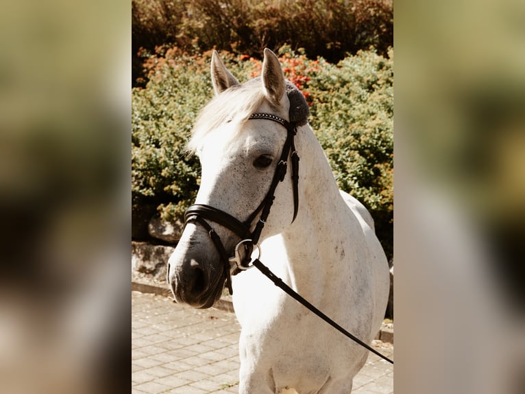 Sportivo Ungherese / Sportivo dell'Ungheria Giumenta 10 Anni 138 cm Bianco in Oberstadion