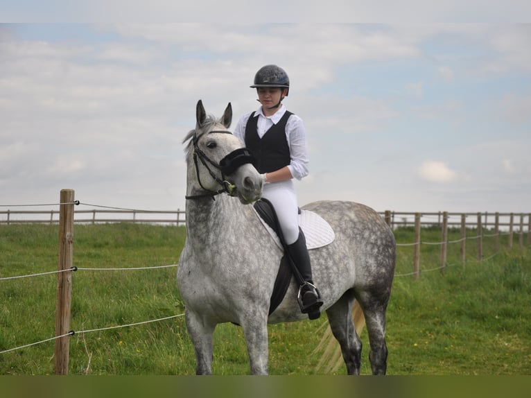 Sportivo Ungherese / Sportivo dell'Ungheria Giumenta 10 Anni 156 cm Grigio pezzato in Oberndorf