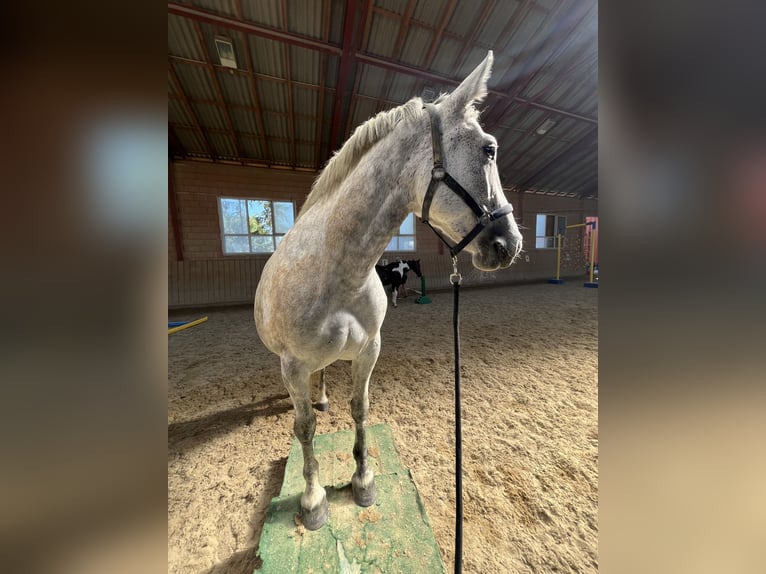 Sportivo Ungherese / Sportivo dell'Ungheria Giumenta 10 Anni 156 cm Grigio pezzato in Oberndorf