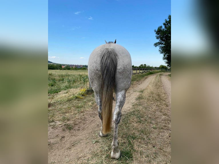 Sportivo Ungherese / Sportivo dell'Ungheria Mix Giumenta 10 Anni 165 cm Grigio in Harka