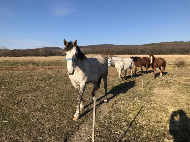 Sportivo Ungherese / Sportivo dell'Ungheria Mix Giumenta 10 Anni 165 cm Grigio in Harka
