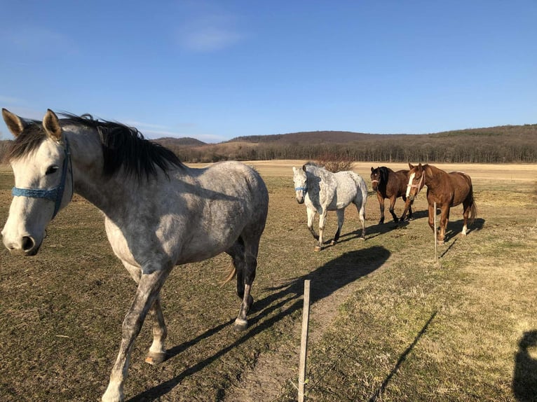 Sportivo Ungherese / Sportivo dell'Ungheria Mix Giumenta 10 Anni 165 cm Grigio in Harka