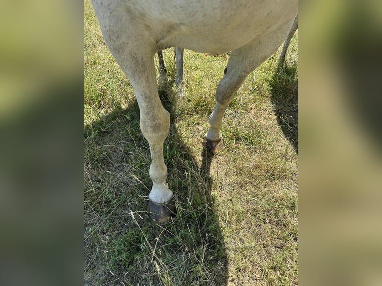 Sportivo Ungherese / Sportivo dell'Ungheria Mix Giumenta 10 Anni 165 cm Grigio in Harka