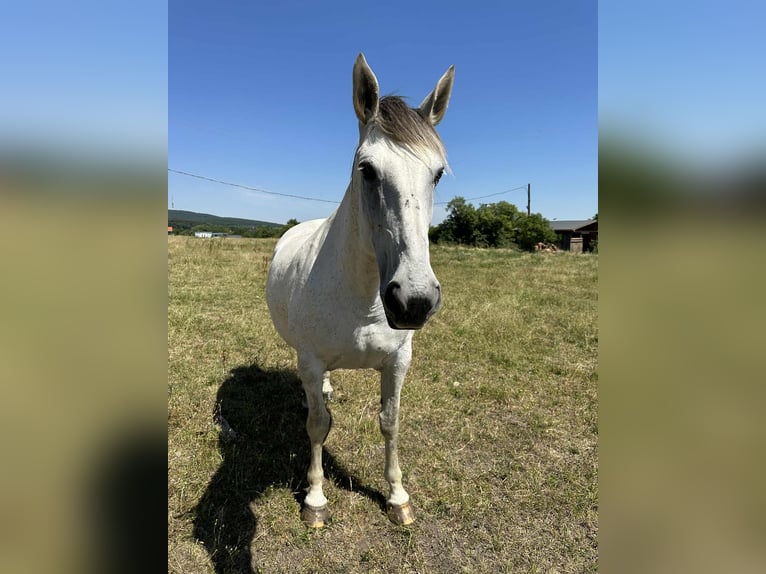 Sportivo Ungherese / Sportivo dell'Ungheria Mix Giumenta 10 Anni 165 cm Grigio in Harka