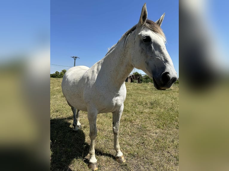 Sportivo Ungherese / Sportivo dell'Ungheria Mix Giumenta 10 Anni 165 cm Grigio in Harka