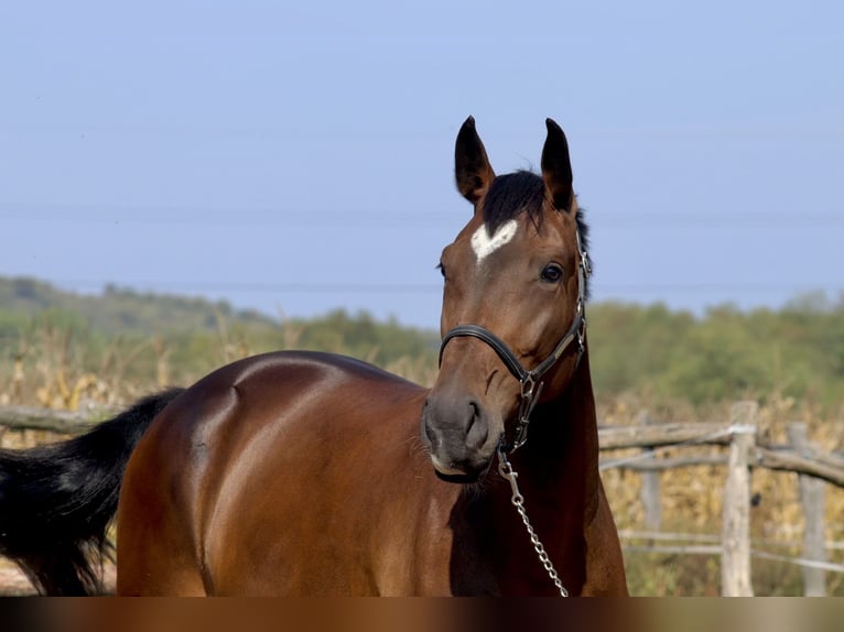 Sportivo Ungherese / Sportivo dell'Ungheria Giumenta 10 Anni 168 cm Baio ciliegia in Gödöllő Sportivo Ungherese / Sportivo dell'Ungheria Giumenta 10 Anni 168 cm Baio ciliegia in Gödöllő