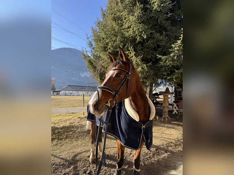 Sportivo Ungherese / Sportivo dell'Ungheria Giumenta 10 Anni 172 cm Baio in Debant