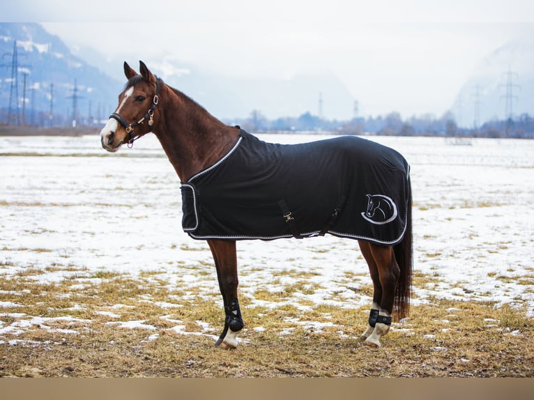 Sportivo Ungherese / Sportivo dell'Ungheria Giumenta 10 Anni 172 cm Baio in Debant