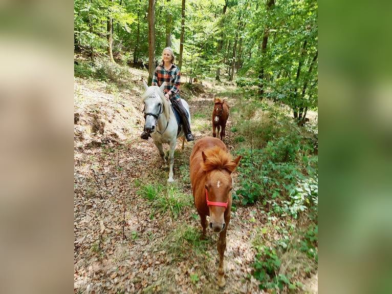 Sportivo Ungherese / Sportivo dell'Ungheria Mix Giumenta 11 Anni 150 cm Grigio in Hundsbach