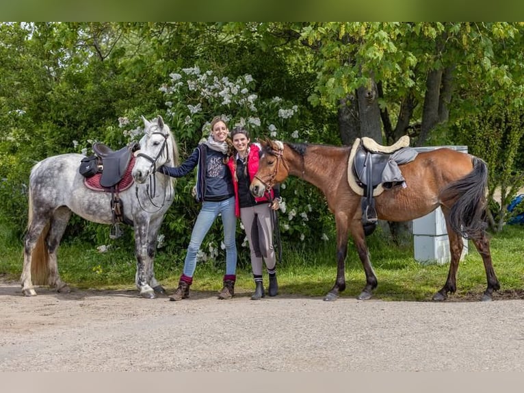 Sportivo Ungherese / Sportivo dell'Ungheria Mix Giumenta 11 Anni 150 cm Grigio in Hundsbach