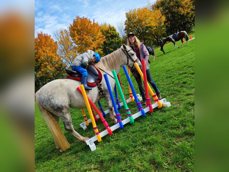 Sportivo Ungherese / Sportivo dell'Ungheria Mix Giumenta 11 Anni 150 cm Grigio in Hundsbach