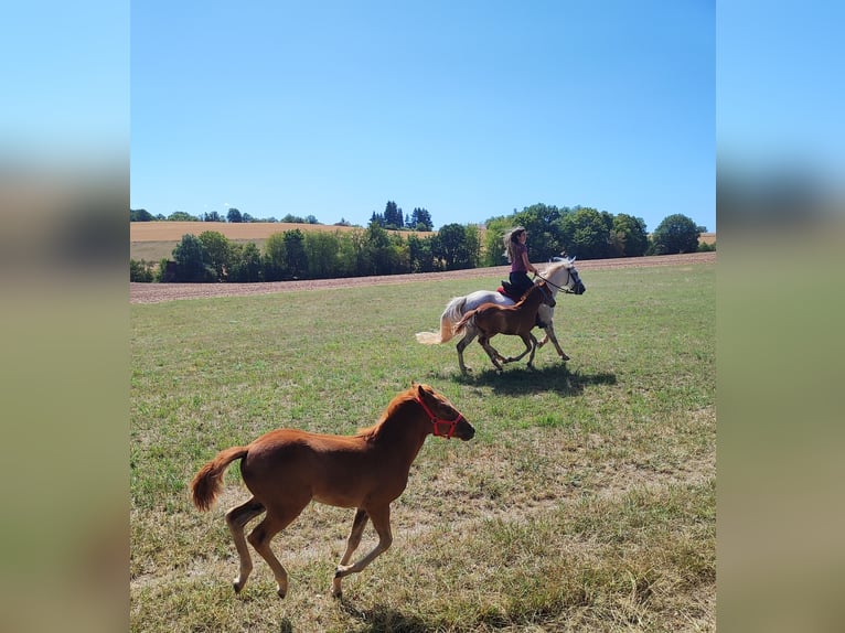 Sportivo Ungherese / Sportivo dell'Ungheria Mix Giumenta 11 Anni 150 cm Grigio in Hundsbach