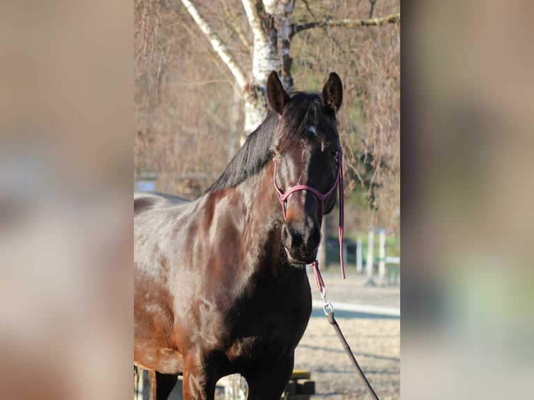Sportivo Ungherese / Sportivo dell'Ungheria Giumenta 11 Anni 155 cm Baio in Greifenstein