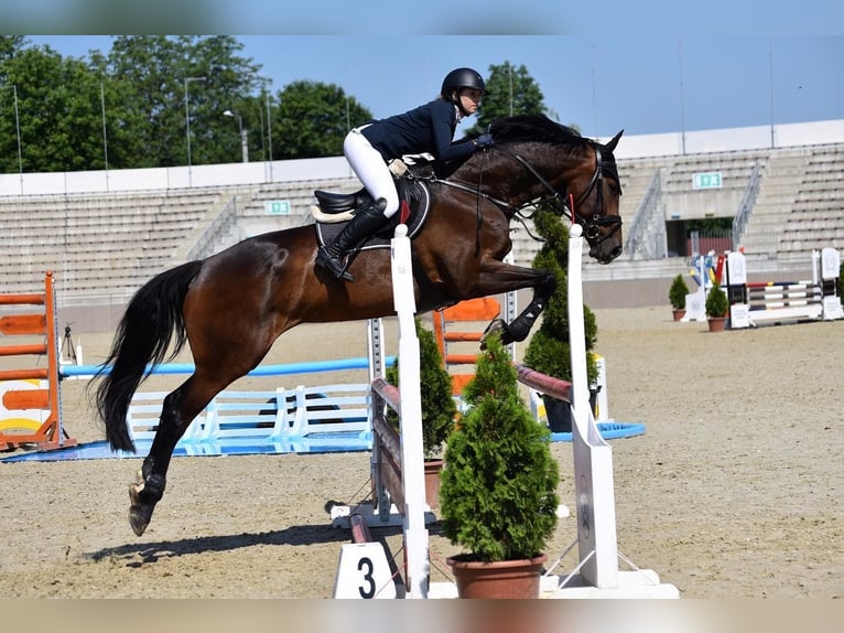 Sportivo Ungherese / Sportivo dell'Ungheria Giumenta 11 Anni 168 cm Baio ciliegia in Gödöllő