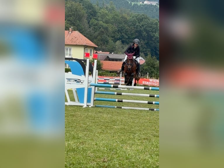 Sportivo Ungherese / Sportivo dell'Ungheria Giumenta 12 Anni 130 cm Baio in FeistritzbergLangenwang