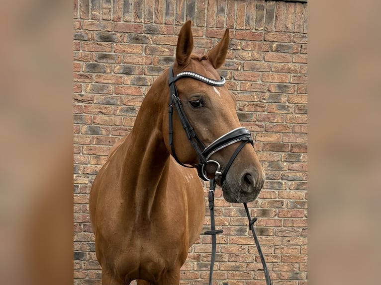 Sportivo Ungherese / Sportivo dell'Ungheria Giumenta 12 Anni 162 cm Sauro in Niederkassel