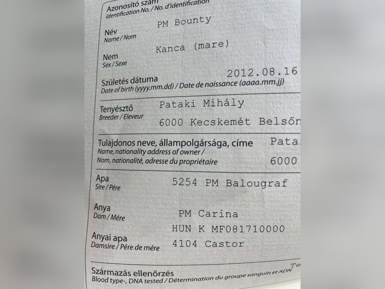 Sportivo Ungherese / Sportivo dell'Ungheria Giumenta 14 Anni 171 cm Baio scuro in GYOR