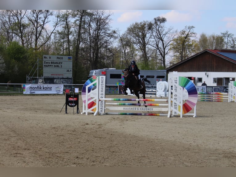 Sportivo Ungherese / Sportivo dell'Ungheria Giumenta 16 Anni 146 cm Morello in Gleißenfeld