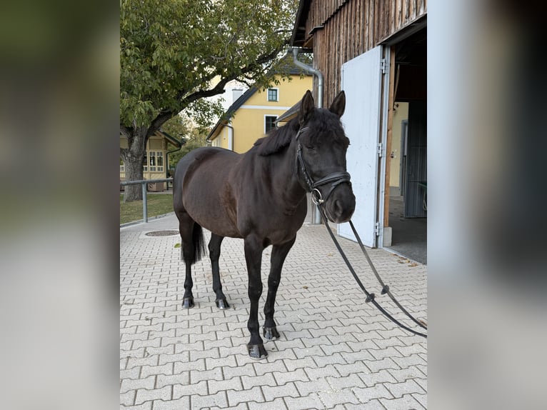 Sportivo Ungherese / Sportivo dell'Ungheria Giumenta 16 Anni 146 cm Morello in Gleißenfeld