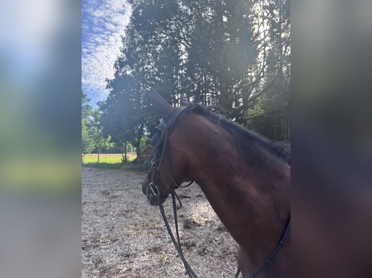 Sportivo Ungherese / Sportivo dell'Ungheria Giumenta 16 Anni 155 cm Baio in Rickenbach