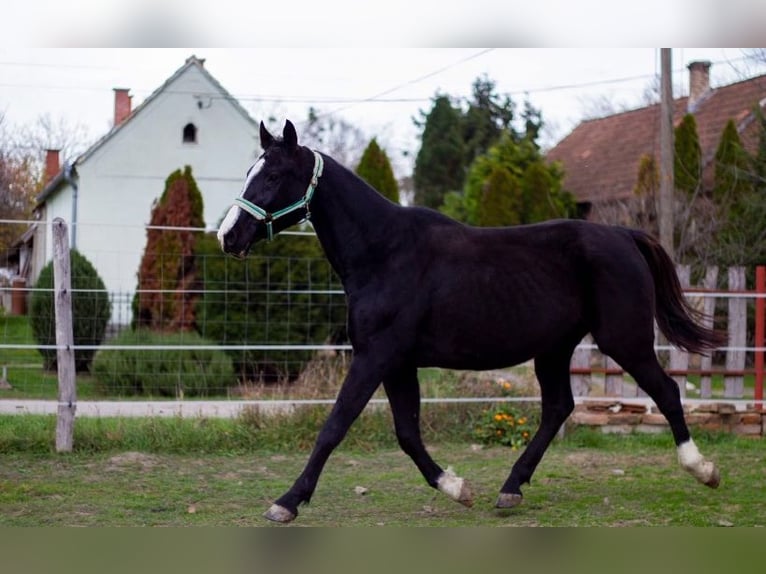 Sportivo Ungherese / Sportivo dell'Ungheria Giumenta 16 Anni 169 cm Morello in Zádor