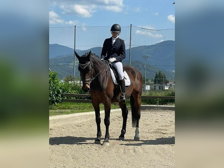 Sportivo Ungherese / Sportivo dell'Ungheria Giumenta 17 Anni 172 cm Baio in Zeltweg