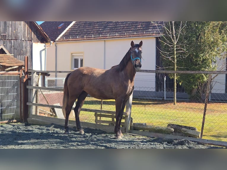 Sportivo Ungherese / Sportivo dell'Ungheria Giumenta 3 Anni 164 cm  in Unterwart