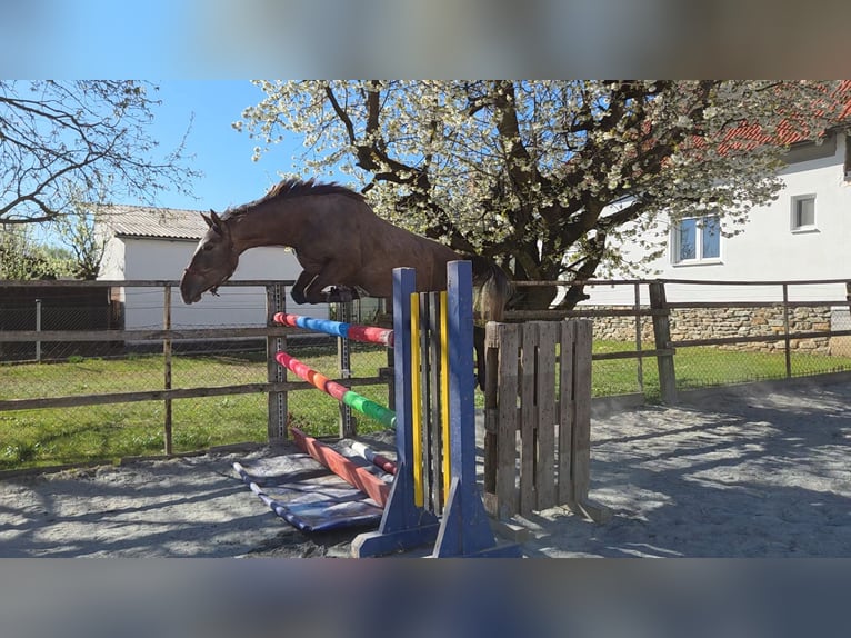 Sportivo Ungherese / Sportivo dell'Ungheria Giumenta 3 Anni 165 cm  in Unterwart