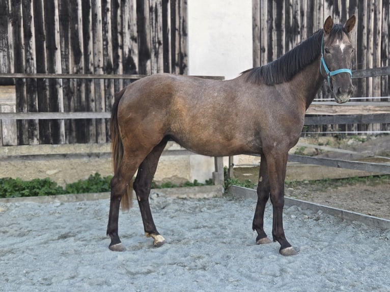 Sportivo Ungherese / Sportivo dell'Ungheria Giumenta 3 Anni 165 cm  in Unterwart