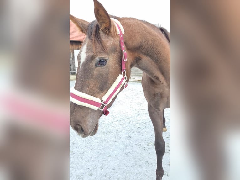 Sportivo Ungherese / Sportivo dell'Ungheria Giumenta 3 Anni 165 cm Sauro in Unterwart