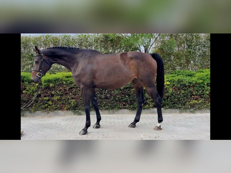 Sportivo Ungherese / Sportivo dell'Ungheria Giumenta 4 Anni 167 cm Baio ciliegia in Szada