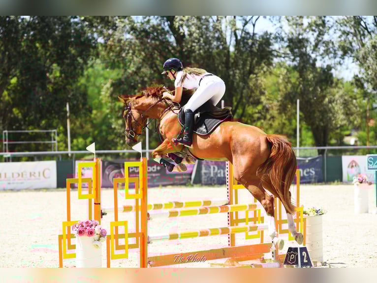 Sportivo Ungherese / Sportivo dell'Ungheria Giumenta 4 Anni 173 cm Sauro scuro in H&#xF3;dmez&#x151;v&#xE1;s&#xE1;rhely