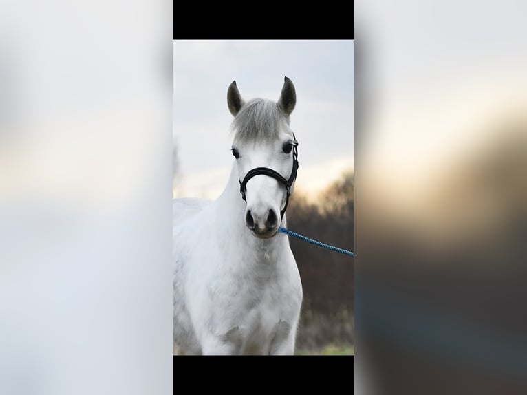 Sportivo Ungherese / Sportivo dell'Ungheria Giumenta 5 Anni 136 cm Grigio in Szarvas