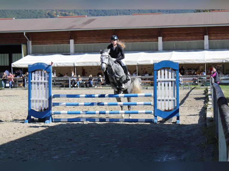 Sportivo Ungherese / Sportivo dell'Ungheria Giumenta 5 Anni 147 cm Grigio pezzato in Stams