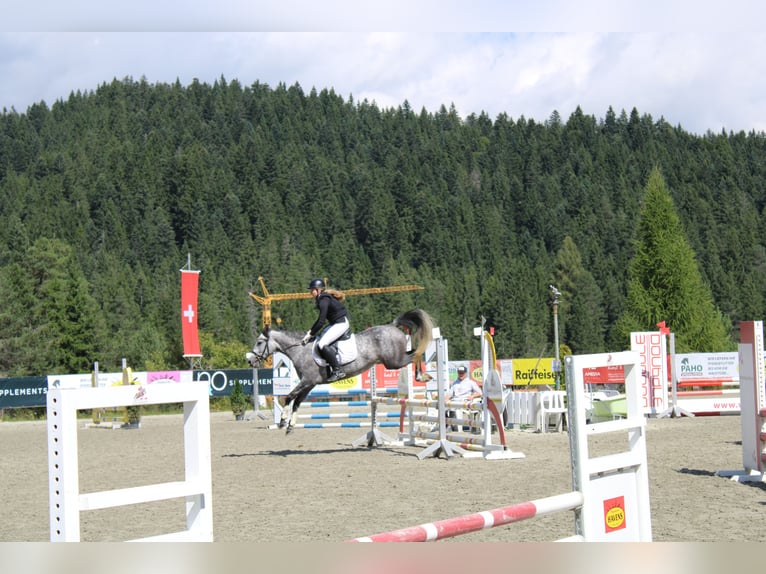 Sportivo Ungherese / Sportivo dell'Ungheria Giumenta 5 Anni 147 cm Grigio pezzato in Stams