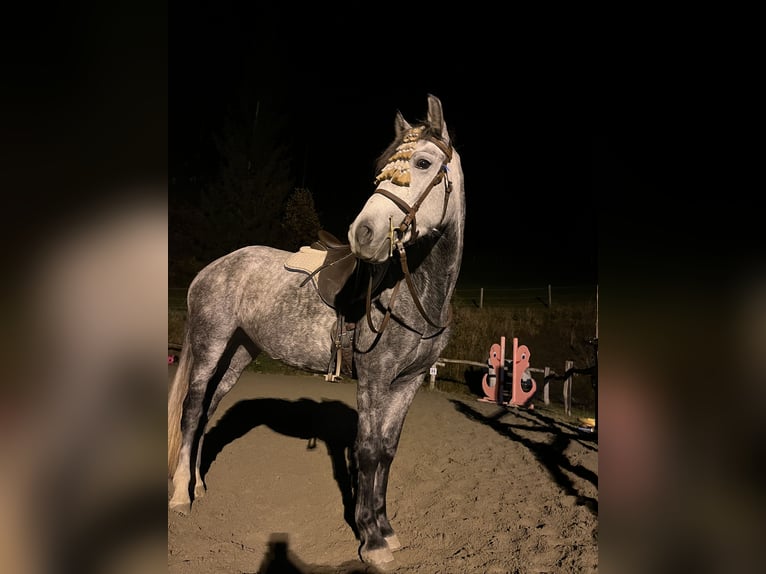 Sportivo Ungherese / Sportivo dell'Ungheria Giumenta 5 Anni 147 cm Grigio pezzato in Stams