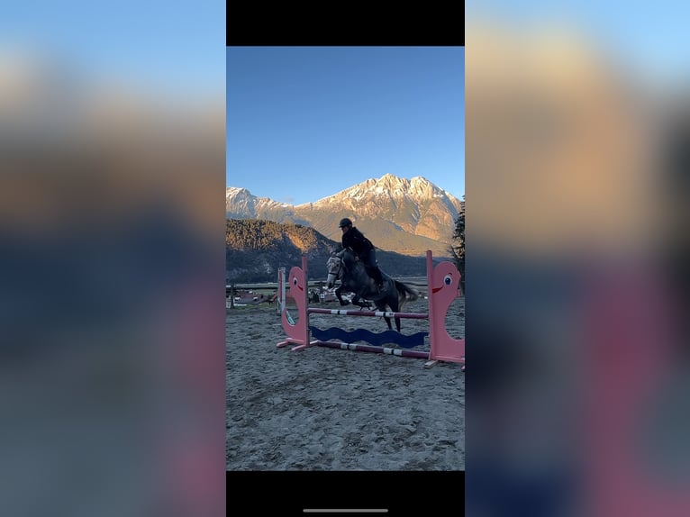 Sportivo Ungherese / Sportivo dell'Ungheria Giumenta 5 Anni 147 cm Grigio pezzato in Stams