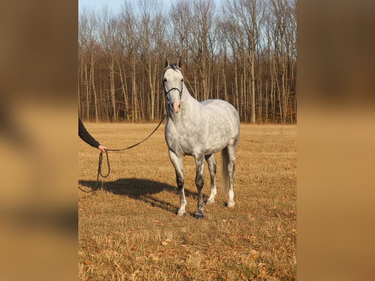 Sportivo Ungherese / Sportivo dell'Ungheria Giumenta 5 Anni 167 cm Grigio in Békéscsaba