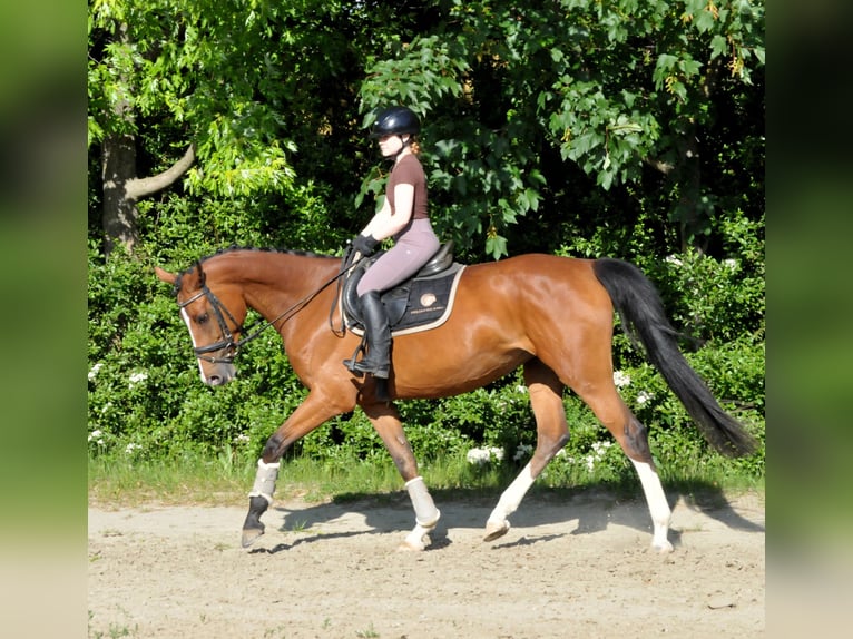 Sportivo Ungherese / Sportivo dell'Ungheria Giumenta 5 Anni 170 cm Baio in Schattendorf