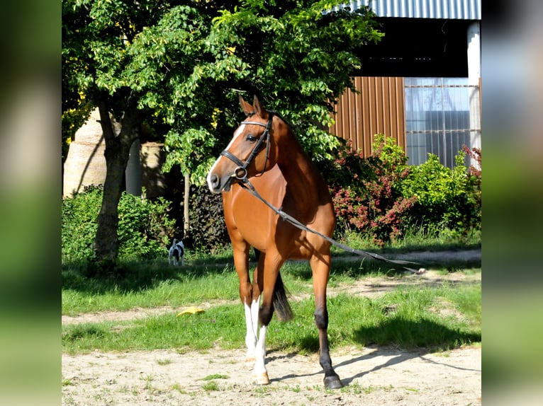Sportivo Ungherese / Sportivo dell'Ungheria Giumenta 5 Anni 170 cm Baio in Schattendorf