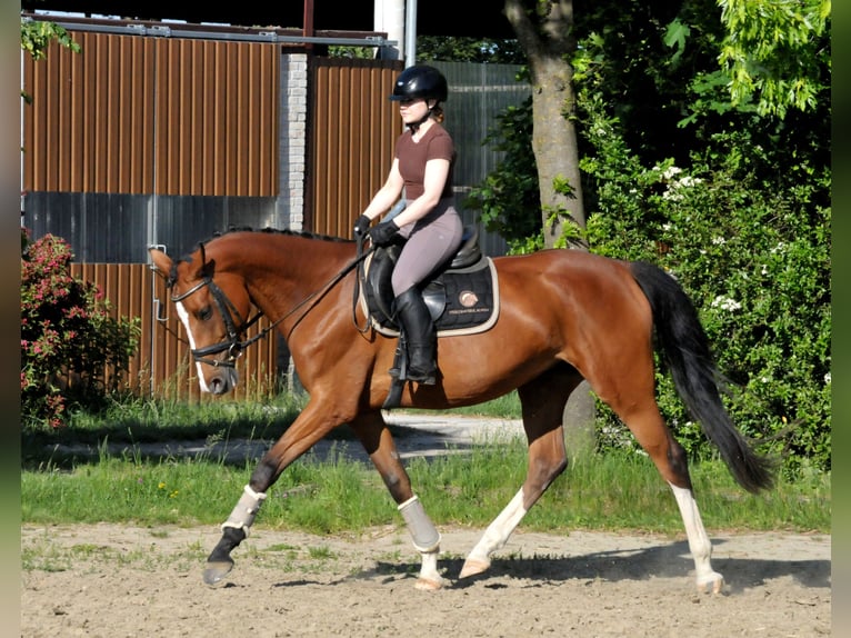 Sportivo Ungherese / Sportivo dell'Ungheria Giumenta 5 Anni 170 cm Baio in Schattendorf