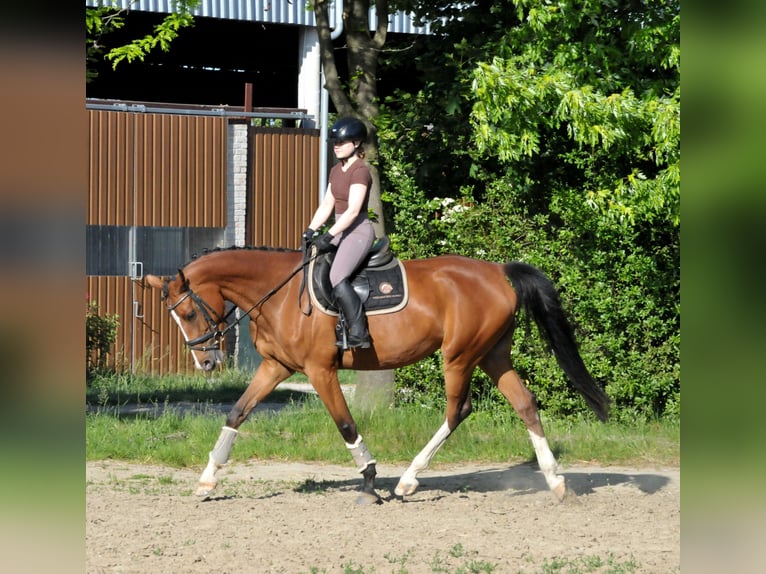 Sportivo Ungherese / Sportivo dell'Ungheria Giumenta 5 Anni 170 cm Baio in Schattendorf
