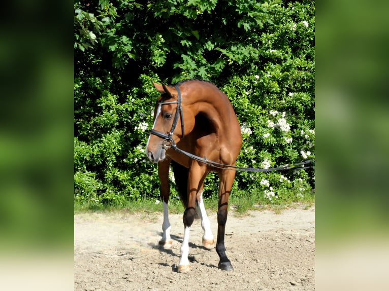 Sportivo Ungherese / Sportivo dell'Ungheria Giumenta 5 Anni 170 cm Baio in Schattendorf